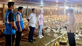 PLN Sukses Tekan Durasi & Frekuensi Gangguan Listrik Sepanjang 2024