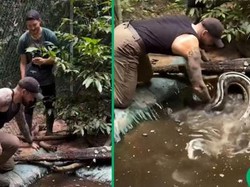 Viral Video Pria Vs Anaconda Hijau Ditonton 162 Juta Kali, Siapa Menang?