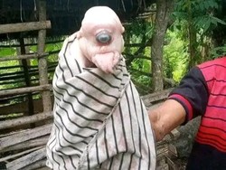 Heboh Anak Babi Lahir dengan Satu Mata-Mirip Manusia