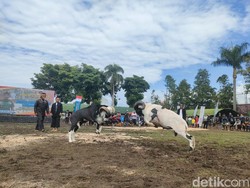 Melihat Keseruan Adu Tangkas Ratusan Domba Garut