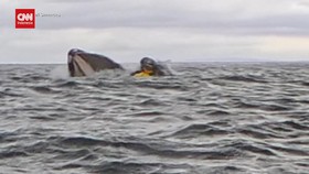 VIDEO: Detik-detik Paus Bungkuk Telan Pendayung Kayak di Chile