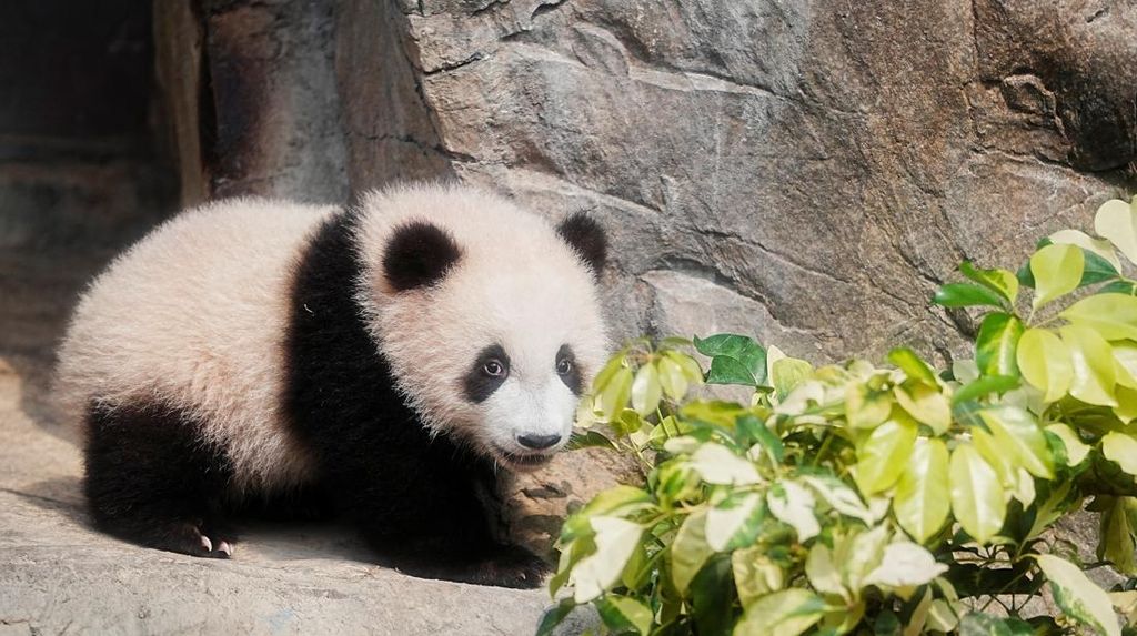 Jepang Terancam Tak Punya Lagi Panda setelah Ribut Sama China