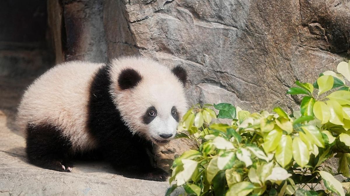 Jepang Terancam Tak Punya Lagi Panda setelah Ribut Sama China