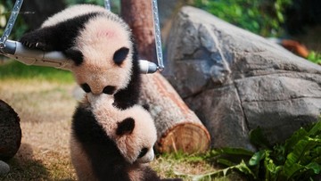 Panda Kembar Hong Kong:  Kelahiran Ajaib, Pelajaran Konservasi Langka!