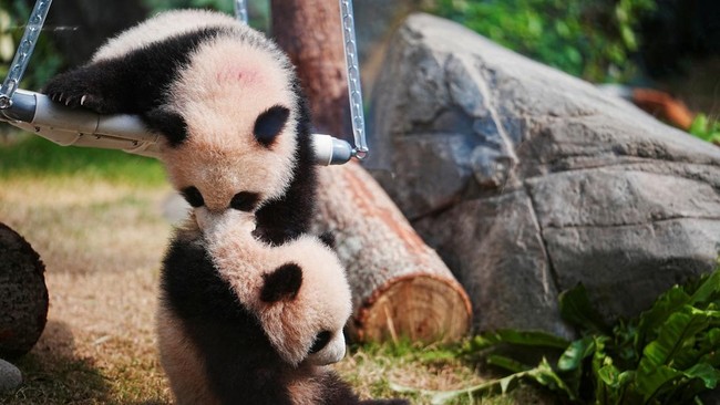 Sepasang panda bernama Fu Wa dan Feng Yi resmi dipulangkan ke China dari kebun binatang Zoo Negara, Malaysia, Minggu (18/5), setelah 11 tahun "merantau".