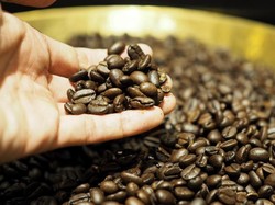 Tanpa Ditambah Gula, Kopi Manis Alami Rasanya, Ini Sebabnya