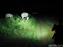 Menikmati Wisata di Taman Nasional Way Kambas Lampung pada Malam Hari