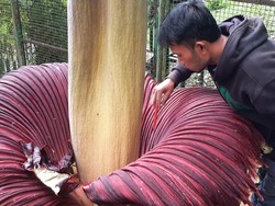5 Tanaman Paling Aneh yang Pernah Ditemukan