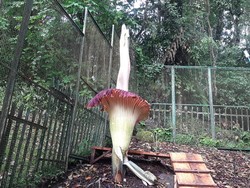 Bunga Bangkai di Kebun Raya Cibodas Mekar Hari Ini, Tingginya Capai 2,9 Meter!