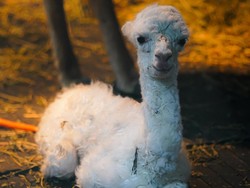 Lahir Saat Valentine, Bayi Alpaca di Batu Secret Zoo Diberi Nama Valentina