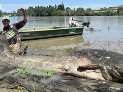 7 Ikan Lele Raksasa yang Pernah Ditangkap, Ada Sebesar Beruang