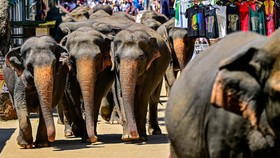 FOTO: Saat Turis Ikut Rayakan Ultah Panti Asuhan Gajah di Sri Lanka