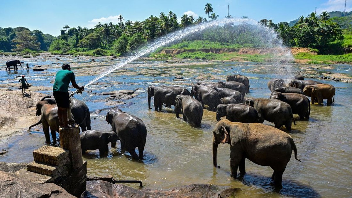 FOTO: Saat Turis Ikut Rayakan Ultah Panti Asuhan Gajah di Sri Lanka