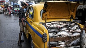 FOTO: Menjelang Akhir Kisah Taksi-Taksi Kuning Kolkata yang Legendaris