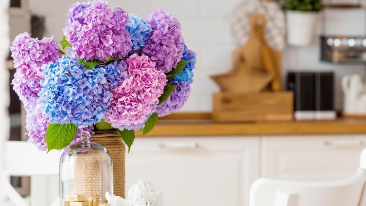 Tanaman hias bunga Hydrangea Colorful hydrangeas in the Scandinavian-style kitchen interior.