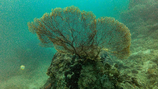 Yayasan Konservasi Alam Nusantara membeberkan strategi perlindungan dan pelestarian terumbu karang di Raja Ampat, Papua Barat Daya di tengah krisis iklim.