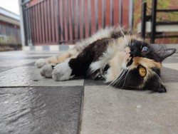 Ciri-ciri Saat Kucing Keracunan, Begini Pertolongan Pertamanya