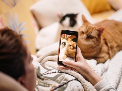 Alasan Video Lucu Kucing Sering Viral, Kenali Juga Manfaat Menontonnya