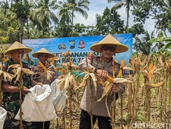 Kapolres Trenggalek Panen Raya Jagung Hasil Pemanfaatan Lahan Kosong