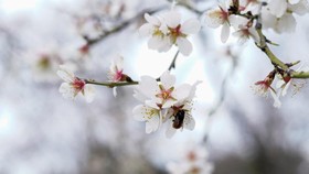 FOTO: Pesona Pohon Almond Berbunga di Quinta de los Molinos Madrid