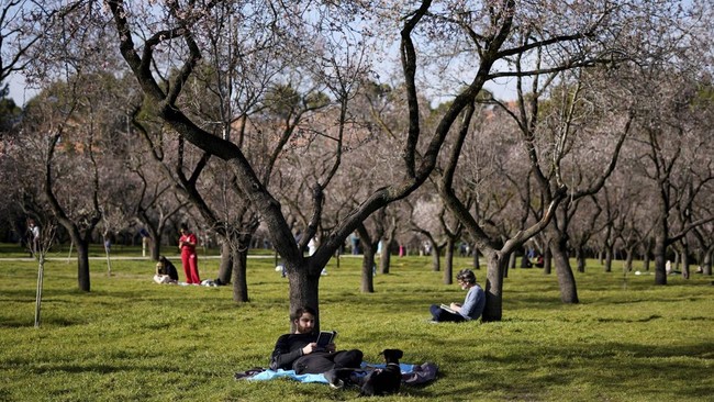 FOTO: Pesona Pohon Almond Berbunga di Quinta de los Molinos Madrid