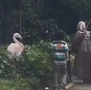 Nasib Pengunjung Taman Safari yang Viral gegara Turun dari Mobil di Area Satwa