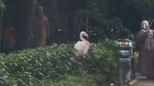 Nasib Pengunjung Taman Safari yang Viral gegara Turun dari Mobil di Area Satwa