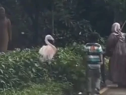 Nasib Pengunjung Taman Safari yang Viral gegara Turun dari Mobil di Area Satwa