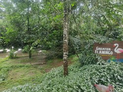 Pengunjung Taman Safari Bogor Keluyuran Bukan di Area Singa, tapi Flamingo