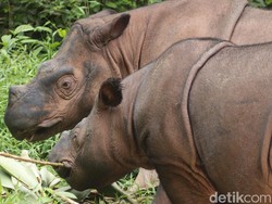 Dua Badak Way Kambas Bunting, Populasinya Masih Kritis