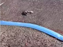 Heboh Ikan Hari Kiamat Muncul di Pantai Meksiko