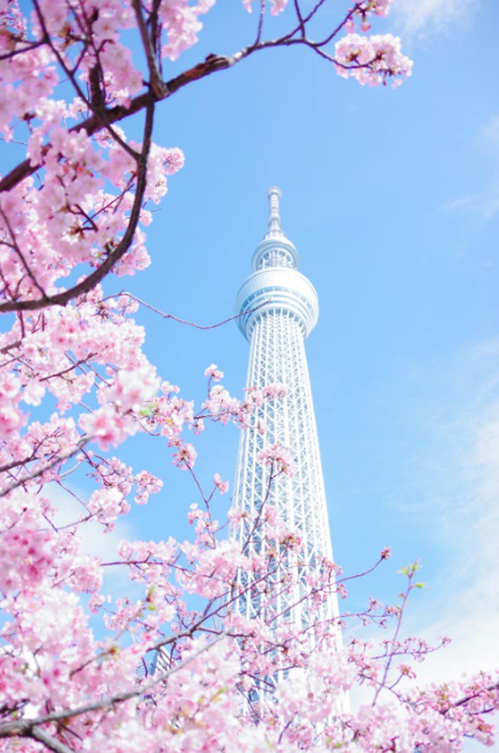Jepang/Foto: pexels.com/Yuri Yuhara
