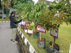 Bupati Magelang Terpilih Ingin Ucapan Karangan Bunga Diganti Bibit Pohon