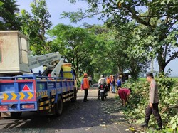 Pohon Tumbang Sempat Tutup Akses Jalur Malang-Lumajang