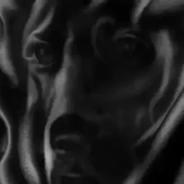 Tes Kepribadian: Gambar Anjing atau Kain Hitam Kusut yang Pertama Kamu Lihat? Ini Artinya...