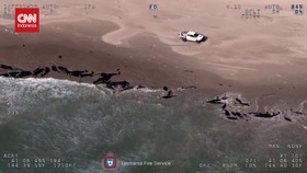 VIDEO: 167 Paus Pembunuh Palsu Terdampar di Pantai Tasmania