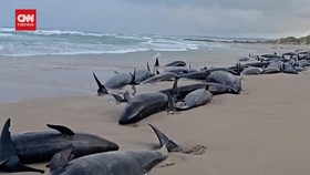 VIDEO: Penampakan Lebih 150 Paus Terdampar di Tasmania