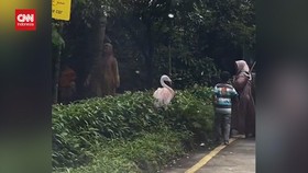 VIDEO: Viral Pengunjung Taman Safari Turun Mobil Hampiri Satwa