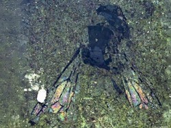 Fosil Lebah Berusia 14,6 Juta Tahun Ungkap Misteri Zealandia