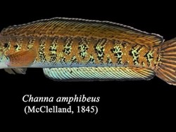 80 Tahun Menghilang, Ikan Gabus Langka Keluar dari Persembunyian