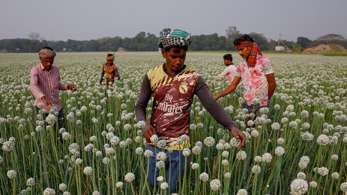 FOTO: Menengok Hamparan Kembang Bawang di Bangladesh