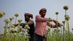 FOTO: Menengok Hamparan Kembang Bawang di Bangladesh