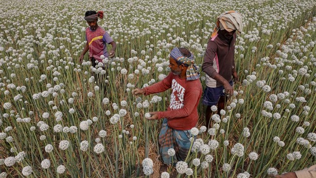 FOTO: Menengok Hamparan Kembang Bawang di Bangladesh