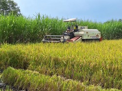 Musim Panen, Harga Gabah Bikin Petani Lamongan Semringah
