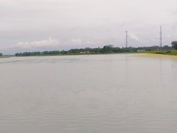 Sawah di Pangandaran Terendam, Petani Terpaksa Tanam Ulang Padi