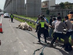 Sapi Lepas di Tol Cikampek Akhirnya Dipotong di Tempat, Ini Alasannya