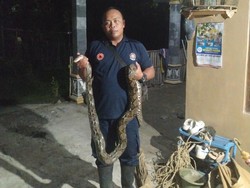 Ular Sanca 3 Meter Dievakuasi Damkar Usai Mangsa Ayam di Nanggulan