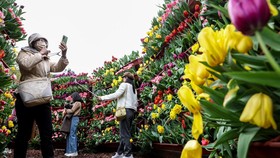FOTO: Warna-warni Festival Tulip di Taiwan