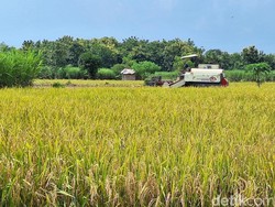 Langkah Besar Pemerintah Mewujudkan Swasembada Pangan