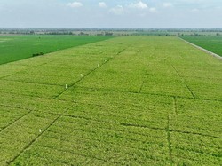 Eks Napiter Bakal Dilibatkan Genjot Produksi Pertanian & Peternakan